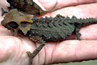 ����� ����� ������